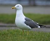 Herring Gull 8P91D-05
